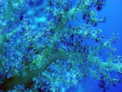 softcoral in egypte sharm el sheik ras Mohammed by Jj Waanders 